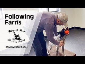 Whoa, heel and recall, without ropes, for training your GSP bird dog.