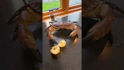 Found a new chef assistant #spearfishing