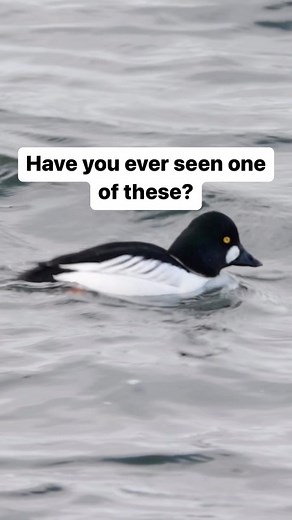 Goldeneye, great name #uk #ukwildlife #ukwild #goldeneye #bird #birds #birdsofinstagram | Wildlife With Cookie