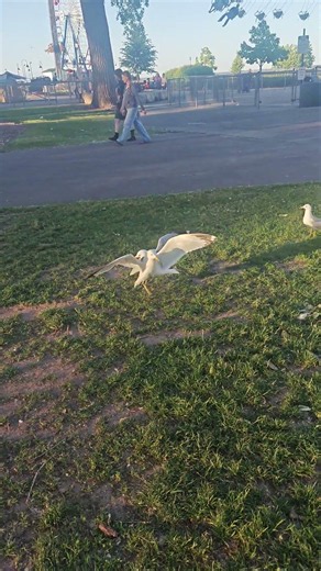 Watch These Seagulls Gather for a Snack