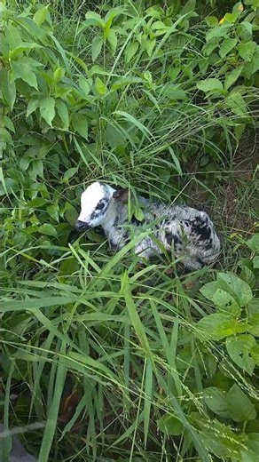 New Life in the Wild 🌱🐮 Jungle Calf Birth Moment #shorts