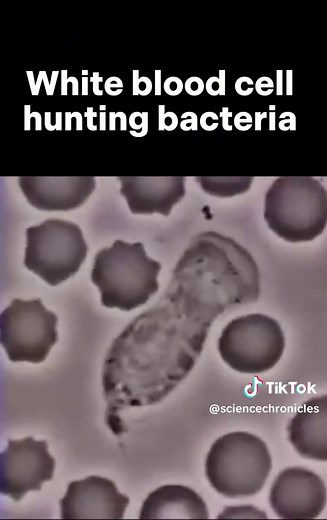 White blood cell hunting bacteria #bacteria #lymphocytes #whitebloodcell #science #microscope #biology #medical #immunesystem
