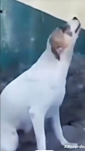 cachorrinho caramelo dançando #meme#cãosinhosacama