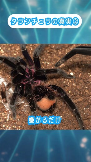 The Truth About Tarantulas ② | Strange Insect Shop Sakaki #Reptiles