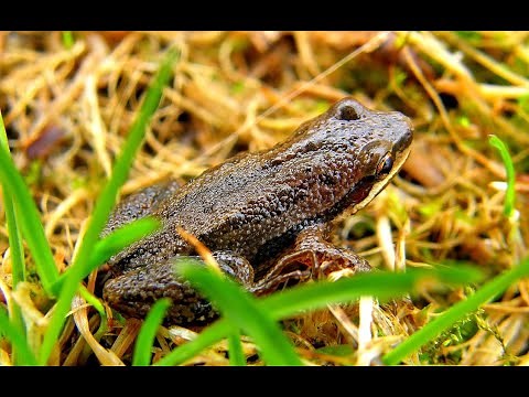 Western chorus frog call
