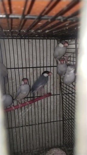 # Java Breeder Pair Health For Sale Contact Number 03030642879