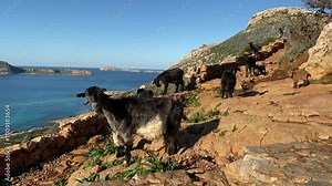 Goats on the rocks with a lagoon view in Balos, Crete