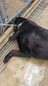 17K views · 262 reactions | Lynx is STILL here. How can no one have...