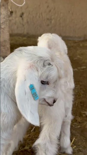 Sweet Baby Goats 🐐💛