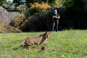 Girls Rule! Studying the Science Behind Their Speed - Cincinnati Zoo & Botanical Garden