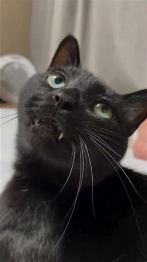 Angry Cat Meowing 😾💖 You Won’t Believe This Reaction! #AngryCat #MeowingCat #FunnyCat