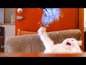 Morning Jingle Play- White’s Sparkling String Moments | 2-year-old Fluffy & Cute Norwegian ForestCat