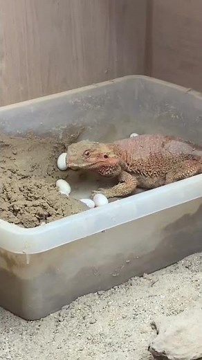 Baby Bearded Dragon From Being Laid, To Hatching!