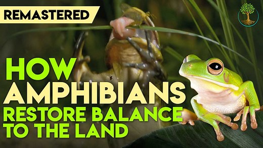 45K views · 465 reactions | Amphibians perform all kinds of ecosystem services. Find out all the ways they help to create a thriving ecosystem! | Sustainable Human | Facebook