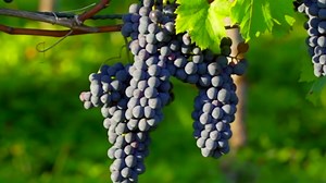 From Vine to Wine: The Grape Growing & Harvesting Process of Spanish Wine