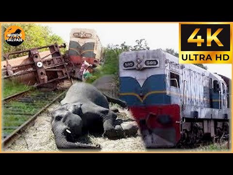 Tragic & Shocking! 45 Animal Train & Car Crashes You Won’t Believe Were Real | Animal Crashes #93