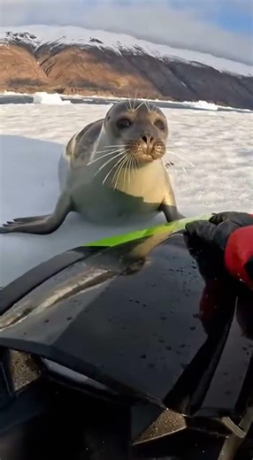 Jetski finds a seal stuck on ice rescue mission begins #wildlife #rescue #adventure