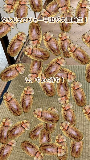 シバンムシの生態と駆除法について
