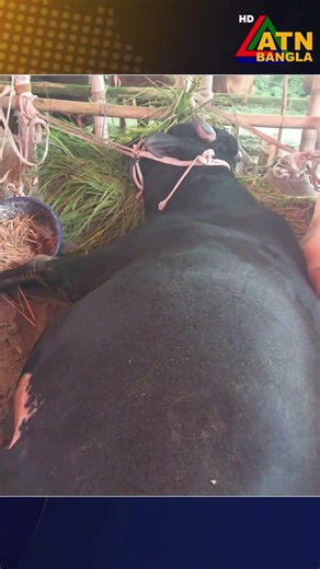গাবতলী হাটে কালা জামাই, দাম ৫৫ লক্ষ টাকা #atnbanglanews #atnbangla #breakingnews