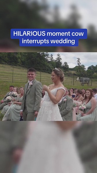 Hilarious Moment Cow Interrupts Wedding