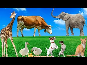 Animal Sounds Compilation: Cat, Giraffe, Duck, Cow, Dog, Elephant - Animal Videos