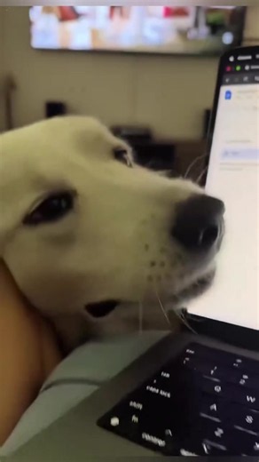 Why Dogs Go Crazy: Common Causes and Funny Behaviors