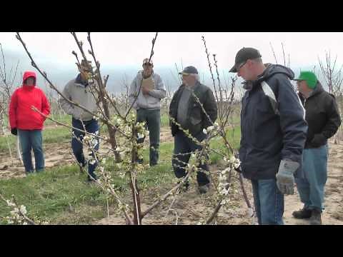 Pruning young spindle Gisela cherry trees