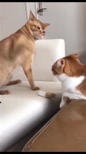 #cat #pet #cute #kitty #kittens #funnycat #cutecat #catlovers #catsoftiktok #fyp #上热门