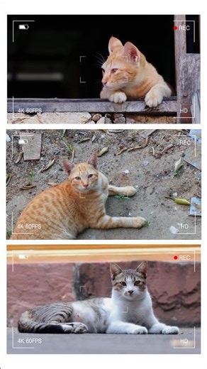 3 boss mèo vô tình lọt vào camera 📸🐱 | Nhìn ánh mắt là muốn nuôi luôn rồi