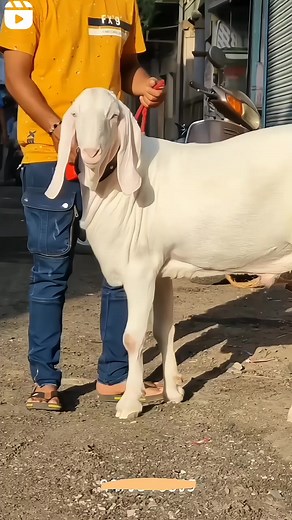 #foryoupageofficiall #foryou #foryoupage #learnontiktok