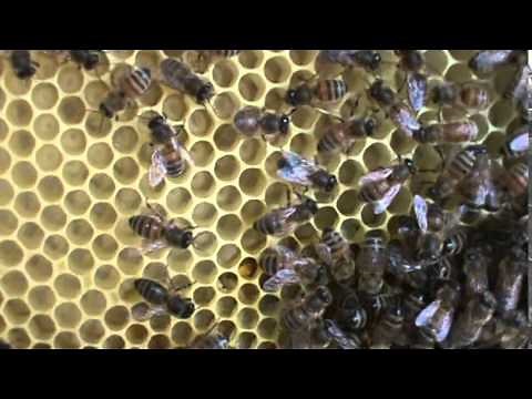 Forager bees doing the round dance