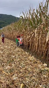 10K views · 38 reactions | Advanced farming machine harvesting crops. #farmingtech #agriculture #harvesting #japaninnovation | ताज़ा खबर | Facebook