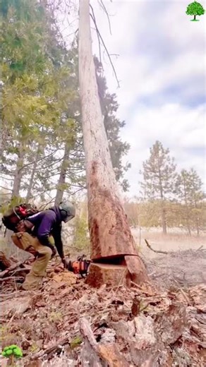 A day of felling giant dead trees #foryou #funny #tree #giant #fyp