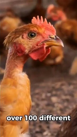“10 Amazing Facts About Chickens You Never Knew!”