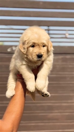 Golden Retriever Cute Puppy