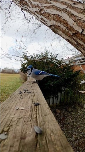 Fun fact: Blue Jays perfectly imitate hawks to clear feeders! #BlueJay #BirdWatching #BlueBird