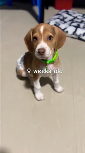 9 weeks old Lemon Beagle #puppy #beagle #pets