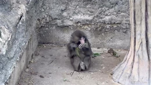 Viral Monkey Finds Comfort in a Plush Toy Mother
