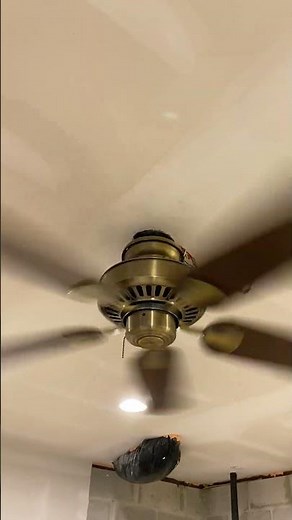 Startup of the Hampton Bay Cameron II Ceiling Fan