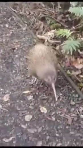 Discover the Fascinating World of Kiwi Birds