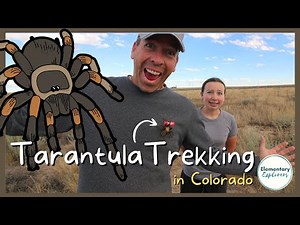 Colorado's Spookiest Fall Event - The Annual Tarantula Migration!