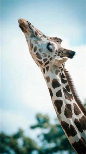 "Wildly Amazing: 10 Jaw-Dropping Animal Adaptations #AnimalAdaptations #WildlifeWonders"