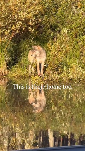 Women for Wolves | This is their planet too. We share this beautiful world with wolves and beings who have been here long before roads, fences, and politics.... | Instagram