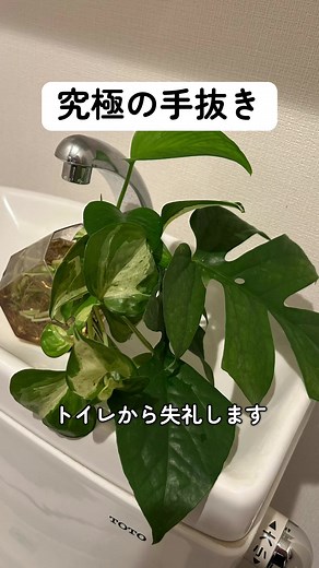 ポトスの水耕栽培：簡単・放置で成長