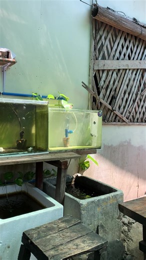 Easy Balloon Molly Setup for Fishkeepers