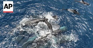 Rare video shows female sperm whales working together during a birth