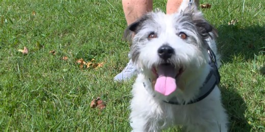 Tennessee dog rescue warns of fake puppy schemes