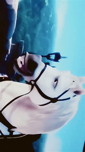los sonidos de los animales YouTube Disney