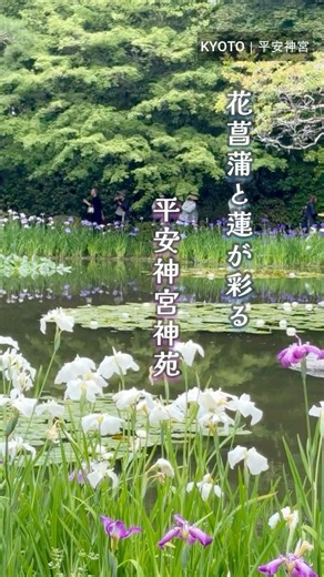 【京都】初夏の平安神宮神苑｜花菖蒲と蓮（2026.6） #京都 #旅行