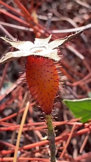 #金樱子，学名Rosa laevigata，别名刺梨子、糖罐子。英文名Cherokee Rose。属蔷薇科蔷薇属，因其果实形似小罐且成熟后为黄色得名。果入药。 #中草药